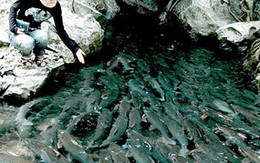 Kỳ bí suối cá thần bên chân núi Trường Sinh