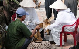 Cảnh giác cao với dịch cúm A/H5N1