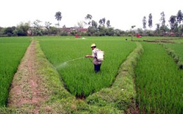 Xác chết giữa đồng