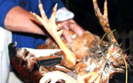 Chuyên bắt trộm gà, trưởng công an xã mất chức