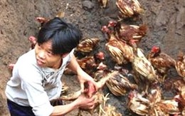 9 người trong vụ "cướp gà" tiêu hủy bị tạm giữ
