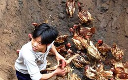 Khởi tố vụ cướp gà tiêu hủy
