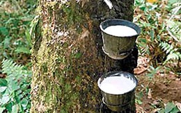 Lãnh án vì... lười lao động