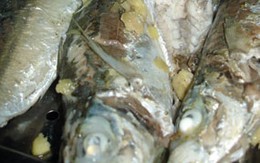 2 con cá mè và 20 năm tù