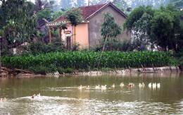 Vùi xác bạn xuống ao sau khi bị điện giật 
