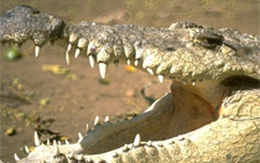 Tìm thấy em bé 5 tuổi trong bụng cá sấu