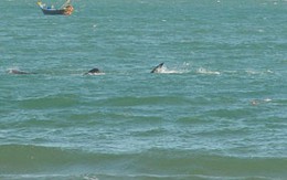 Ảnh cá voi xuất hiện ở bãi biển Hòn Rơm