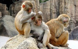 Nuôi khỉ không phép: Vi phạm pháp luật