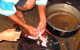 "Cơn sốt" uống nọc rắn hổ mây