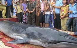 Quảng Bình: Cá voi dạt vào bờ và chết 