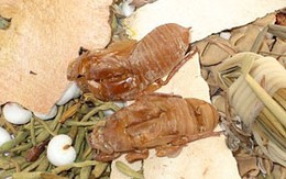Chuyên bán "tiên dược": 4 "thần y" bị khởi tố