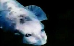 Cá mặt người gây xôn xao Hàn Quốc