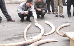 7 tấn ngà voi cập cảng ở Hải Phòng