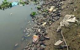Hàng tấn cá chết trên sông Nhuệ  
