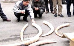 Chủ lô ngà voi 24 triệu USD “lộ diện”