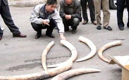 Chưa thể xử lý hơn 6 tấn ngà voi thu giữ