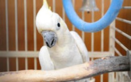 Bán trẻ con để mua chim