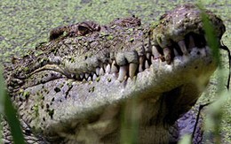 Bị cá sấu tấn công trên đường đi học