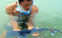 Phát hiện cá nhám voi nhỏ nhất thế giới