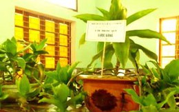 Cây lược vàng có độc tính 