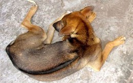 Dùng súng tự chế bắn 30 con chó