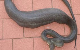 Ảnh: Trăn nuốt chửng chó săn
