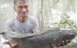 Bắt được cá lóc nặng 12kg 