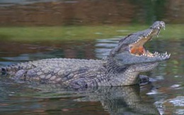 Cá sấu sổng chuồng, 2 mẹ con thoát chết