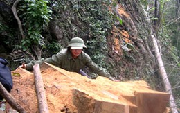 Rừng thành... xưởng gỗ