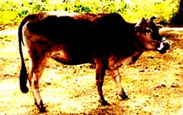 Giận người yêu, chém chết... bò