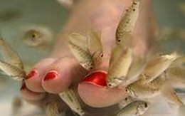 Những cách chữa bệnh kỳ lạ từ động vật