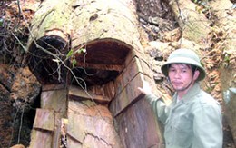 Tan hoang rừng nghiến Hảo Nghĩa: Dễ hiểu vì sao rừng bị phá!