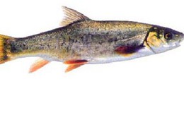 Những điều nên tránh khi ăn món cá