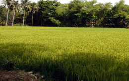 Vờ giúp để... hiếp?