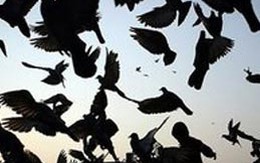 Bồ câu "buôn" điện thoại di động