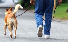 Nguy cơ tiềm ẩn khi dắt chó mèo đi dạo