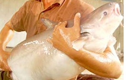 An Giang: Cá ba sa nặng 30 kg 