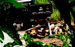 Lâm tặc chém lìa tay kiểm lâm