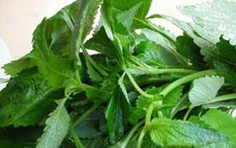 Tác dụng chữa bệnh của rau gia vị