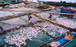 Cá bè chết hàng loạt trên sông La Ngà