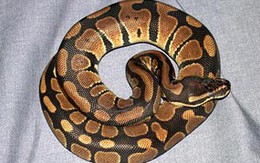12 con trăn mất tích bí hiểm trên máy bay