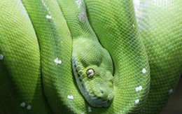 Cắn trăn để khỏi bị trăn cắn