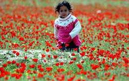 Ảnh: Hoa xuân rực rỡ ở Afghanistan