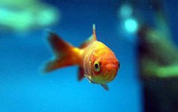 Cá cũng bị… say sóng