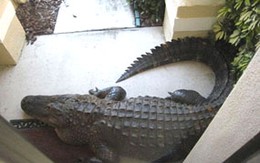 Cá sấu khổng lồ ngủ trưa trước... cửa nhà