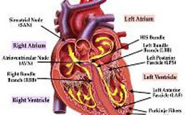 Hình thành các tế bào mới trong tim người