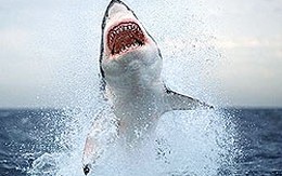 Bố cứu con khỏi hàm cá mập