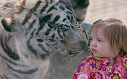 Ảnh: Bé gái 2 tuổi đùa giỡn với hổ