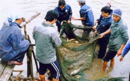 Cá trắm “đi Tây”