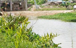 Hàng chục cá sấu sổng chuồng ở TPHCM